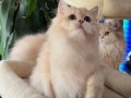 EV ORTAMINDA YETİŞMİŞ ÇOK SAĞLIKLI BRİTİSH LONGHAİR KIZLAR