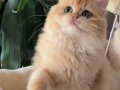 EV ORTAMINDA YETİŞMİŞ ÇOK SAĞLIKLI BRİTİSH LONGHAİR KIZLAR