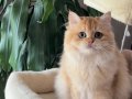 EV ORTAMINDA YETİŞMİŞ SAFKAN BRİTİSH LONGHAİR KIZLAR