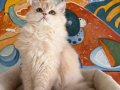 EV ORTAMINDA YETİŞMİŞ SAFKAN BRİTİSH LONGHAİR KIZLAR