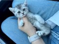 British shorthair silver ns24.