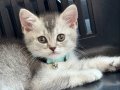 British shorthair silver ns24.