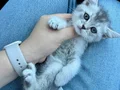 Ücretsiz British shorthair silver ns24 uysal yavrumuz