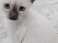 Safkan siyam yavrularımız sahiplendirilecek.