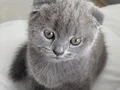 2 Aylık Scottish Fold Blue 