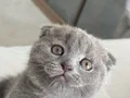 2 Aylık Scottish Fold Blue 