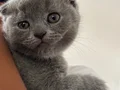 2 Aylık Scottish Fold Blue 
