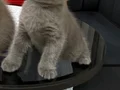 2 Aylık Scottish Fold Blue 