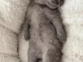 2 Aylık Scottish Fold Blue 
