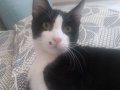 3 tane kedi var bakamıyoruz sahiplenmek icin yuvasini ariyor