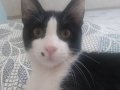 3 tane kedi var bakamıyoruz sahiplenmek icin yuvasini ariyor
