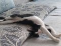 3 tane kedi var bakamıyoruz sahiplenmek icin yuvasini ariyor