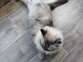 Çok uysal bütün aşıları tam Çorumda tek