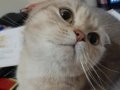 2 yaşında kisirlastirilmis disi kedimiz sahiplendirilecektir