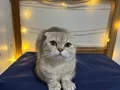 2 yaşında kisirlastirilmis disi kedimiz sahiplendirilecektir