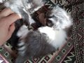 1 anne 2 bebek