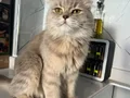 Ücretsiz sahiplendirilecek 