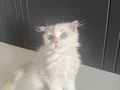 Scottish iran chincilla kırması sahiplendiriyorum