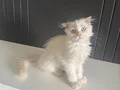 Scottish iran chincilla kırması sahiplendiriyorum