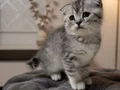 MÜKEMMEL A KALİTE SCOTTİSH BEBEKLER