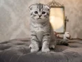 MÜKEMMEL A KALİTE SCOTTİSH BEBEKLER
