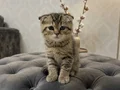 MÜKEMMEL A KALİTE SCOTTİSH BEBEKLER