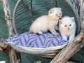 British shorthair ve Scottish fold yavrularımız