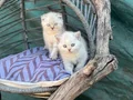 British shorthair ve Scottish fold yavrularımız