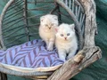 British shorthair ve Scottish fold yavrularımız