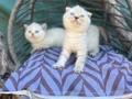British shorthair ve Scottish fold yavrularımız