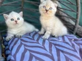 British shorthair ve Scottish fold yavrularımız