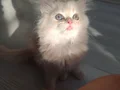 Safkan İran yavrularımıza yeni aile arıyoruz 