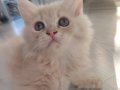 Safkan İran yavrularımıza yeni aile arıyoruz 