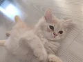 Safkan İran yavrularımıza yeni aile arıyoruz 