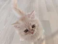Safkan İran yavrularımıza yeni aile arıyoruz 