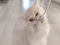 Safkan İran yavrularımıza yeni aile arıyoruz 
