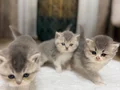 Kalbinizi Çalacak, İpek Tüylü British Longhair Yavrular !..