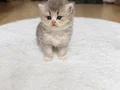Kalbinizi Çalacak, İpek Tüylü British Longhair Yavrular !..