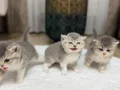 Kalbinizi Çalacak, İpek Tüylü British Longhair Yavrular !..