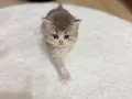 Kalbinizi Çalacak, İpek Tüylü British Longhair Yavrular !..
