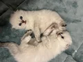 British LongHair Safkan Dişi 45 Günlük