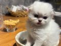 British LongHair Safkan Dişi 45 Günlük