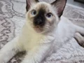 4 aylık safkan erkek siyam