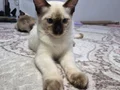 4 aylık safkan erkek siyam