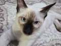 4 aylık safkan erkek siyam