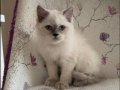 British longhair bluepoint kimlikli aşılı özel bir aileye ve