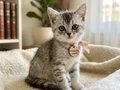 British Shorthair Silver
