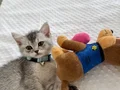 British Shorthair Silver
