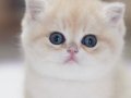 Nadir güzellikte A/Y Golden British Shorthair