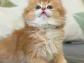 Sevecen yavrumuz ny12 Golden british longhair